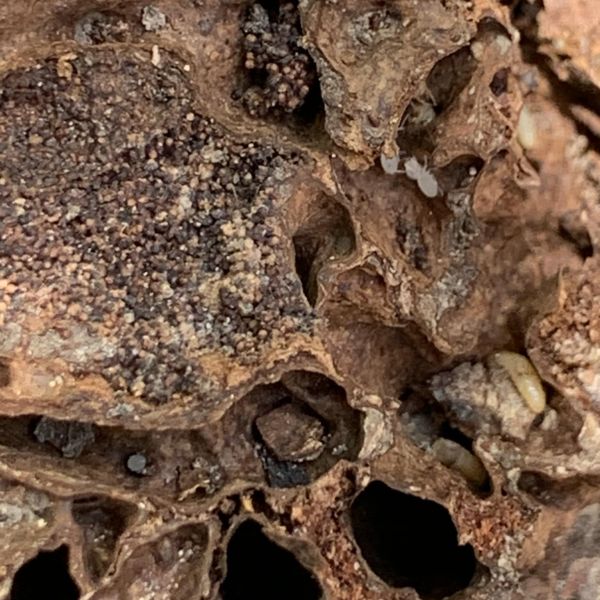 Townsville Termite Specialist